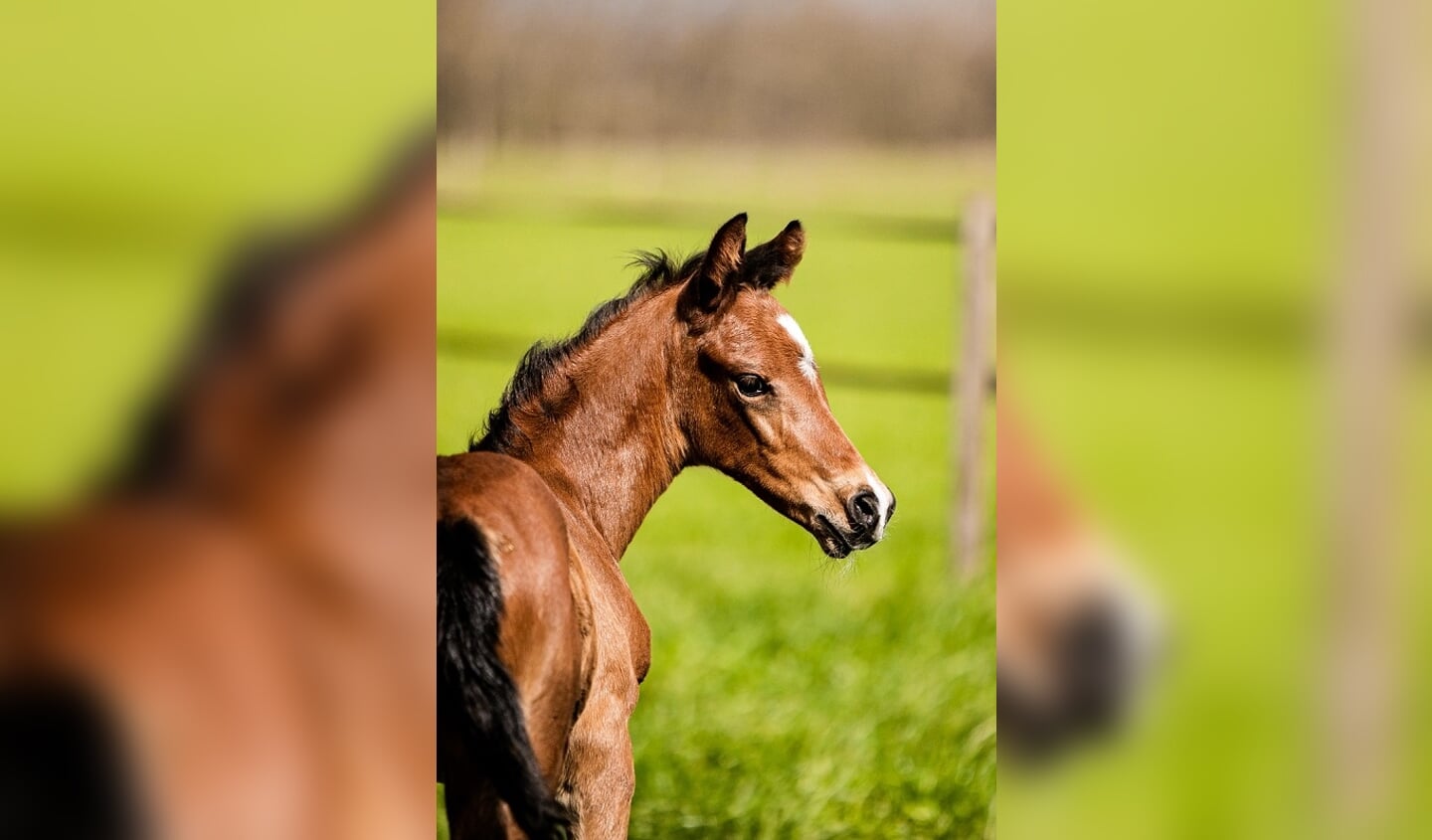 Merrieveulen van Kyton uit Mylena ZL NMK (BH Zack x Sir Sinclair)Kyton uit Mylena ZL NMK) BH Zack x Sir Sinclair). Foto: Daily in FocusKyton x De Niro x Oo Seven. Foto: Daily in FocusPoetry in Motion Kyton x Bretton Woods x OO Seven(