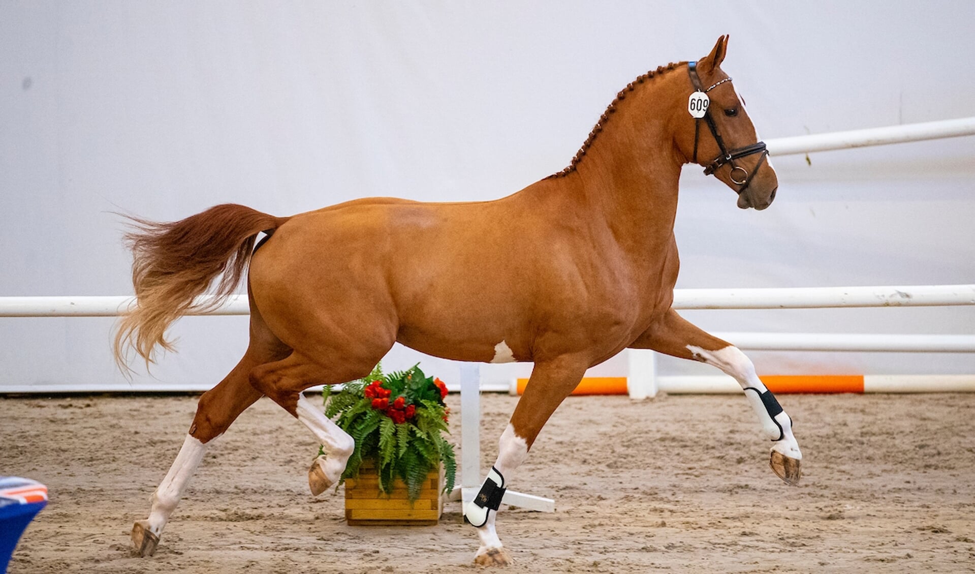 snor deelnemen beweeglijkheid Derde dag hengstenkeuring: Hengsten in alle kleuren | Het onafhankelijke  paarden(sport)medium
