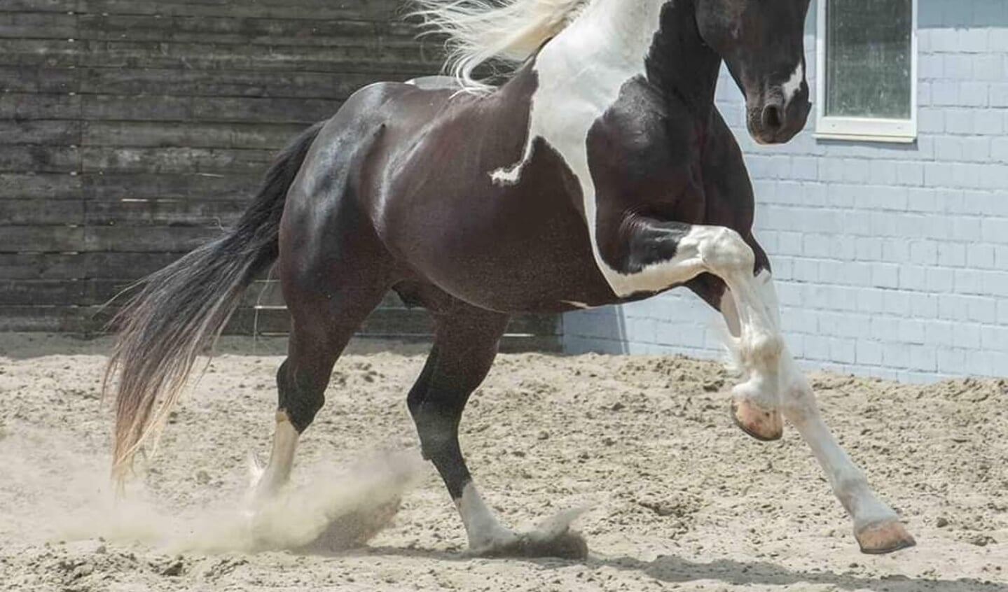 Sport verkenner De eigenaar Rocky Maassen: “Vanaf het begin wist ik dat Fidalgo het in zich heeft” |  Het onafhankelijke paarden(sport)medium