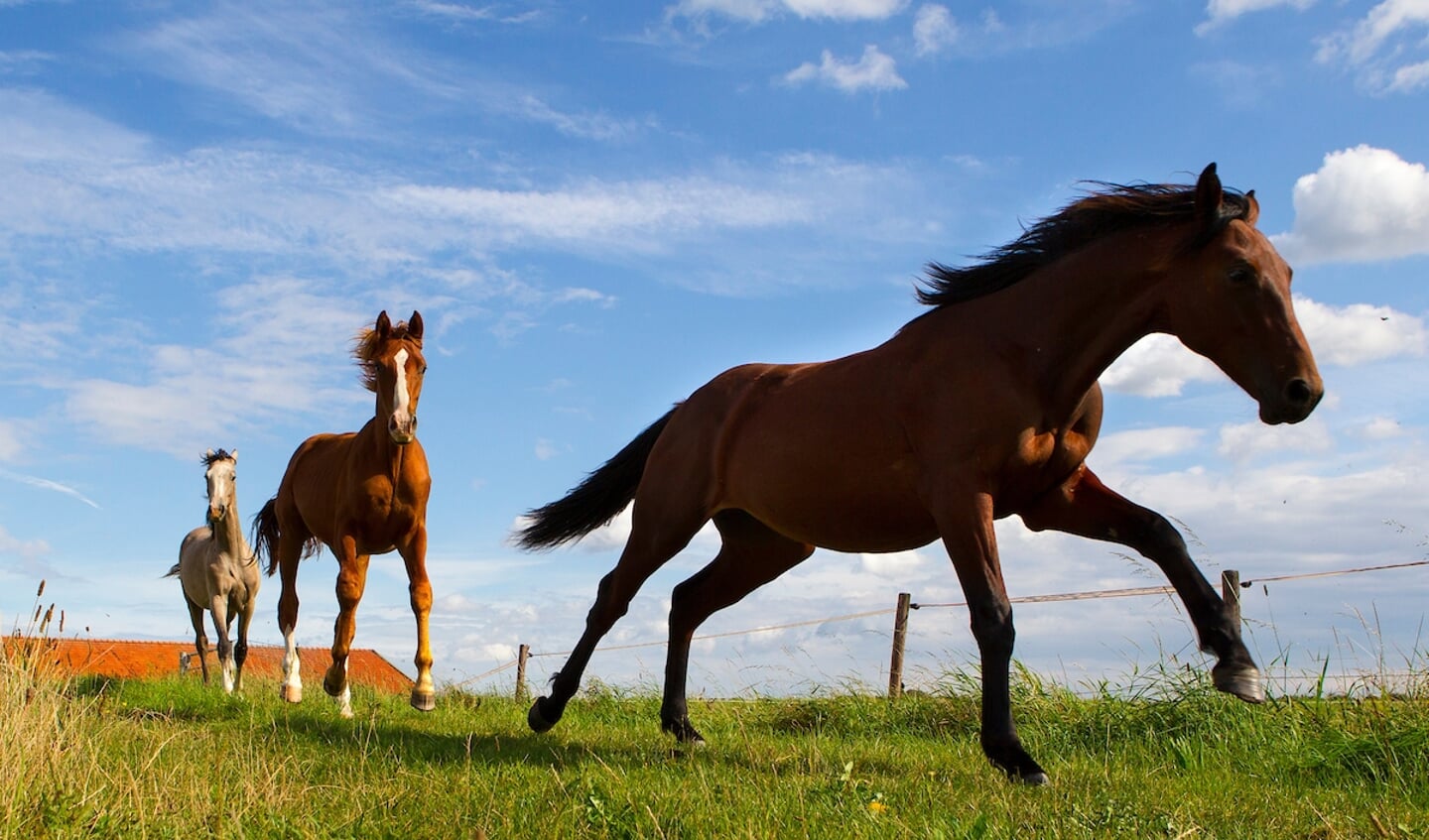 Paarden in de wei
Stal Maarse 2012
© DigiShots