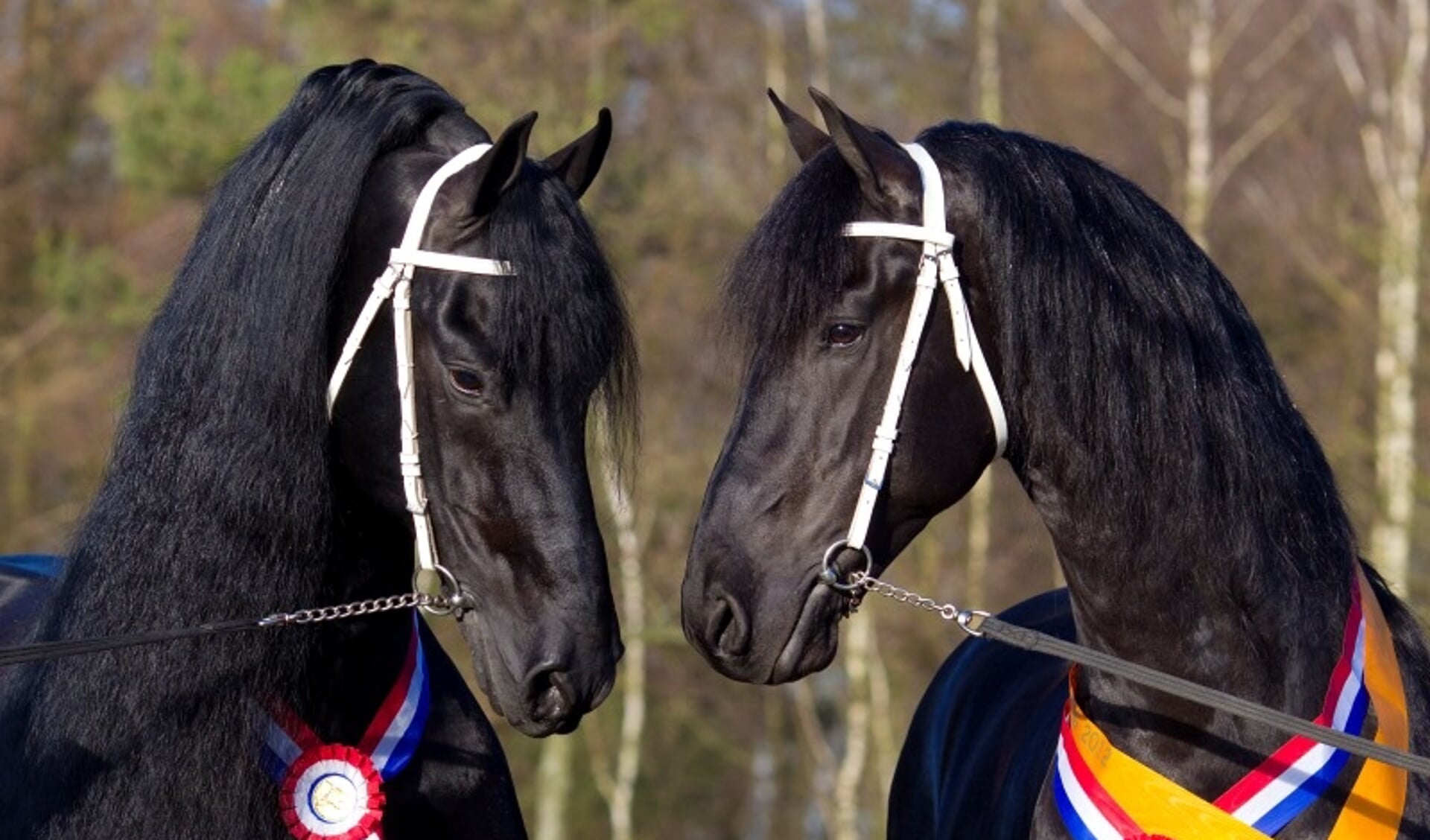 kop Verkoper Verraad Witte haren ontsieren Friese hengst Siert 499 | Het onafhankelijke  paarden(sport)medium