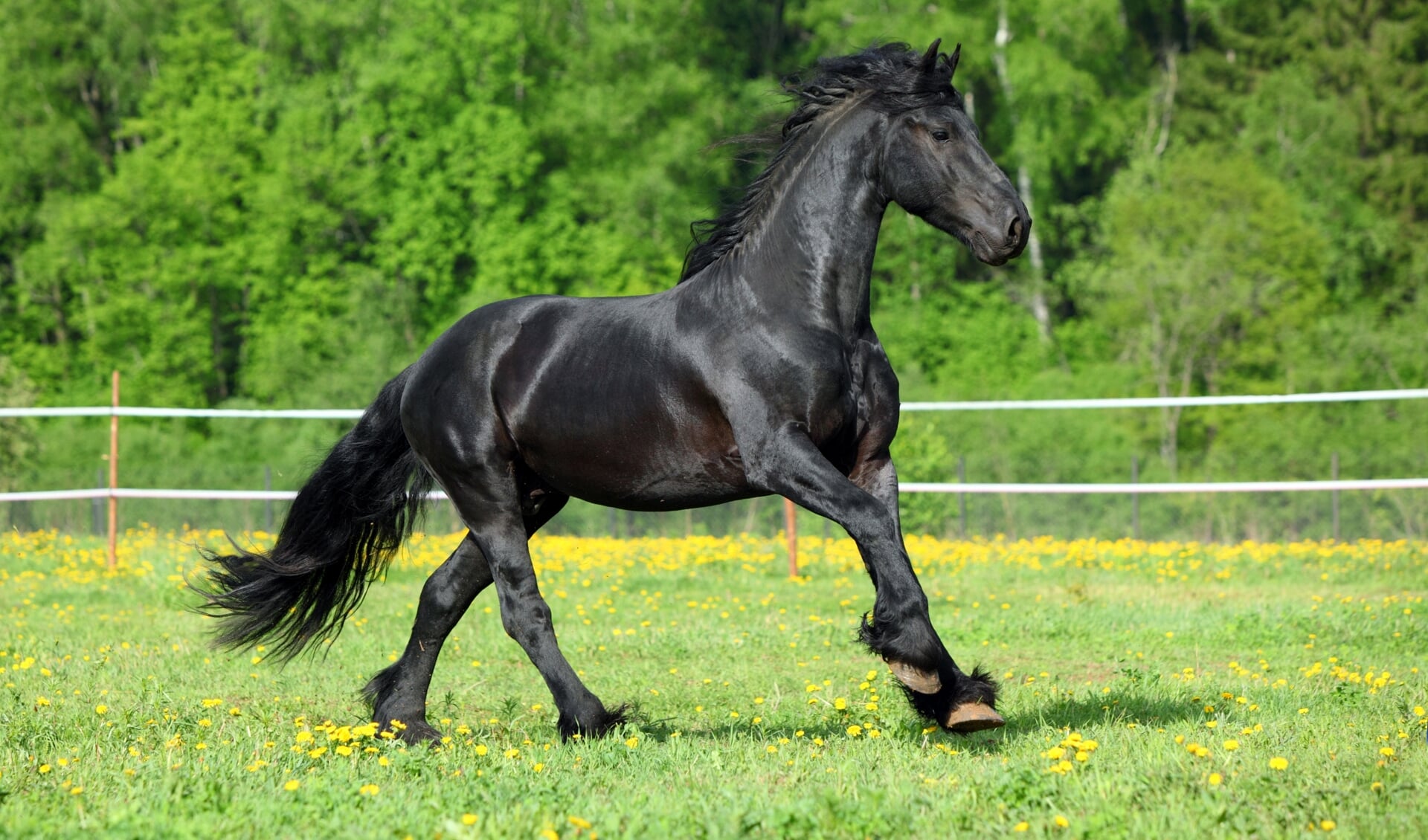 Foto ter illustratie. (Briskly galloping black friesian stallion)