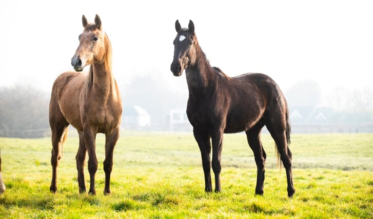 Kiezen of je paard binnen of buiten staat, in de zon wil staan, in het zand wil rollen, of wil schuilen, dat is voor Sarah Pesie de definitie van vrijheid voor een paard.