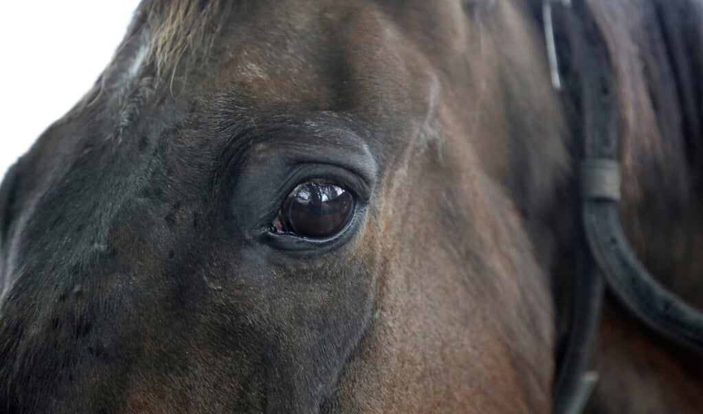 Schuenow, das Auge eines Pferdes