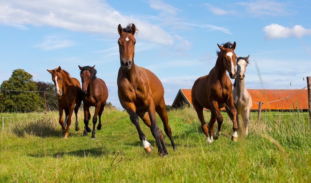 Paarden in de wei
Stal Maarse 2012
© DigiShots