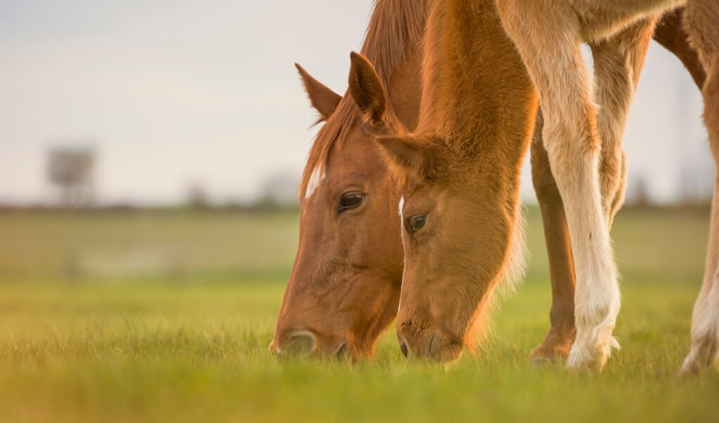 English,Thoroughbred,Horse,,Mare,With,Foal,Grazing,Together,At,Sunset