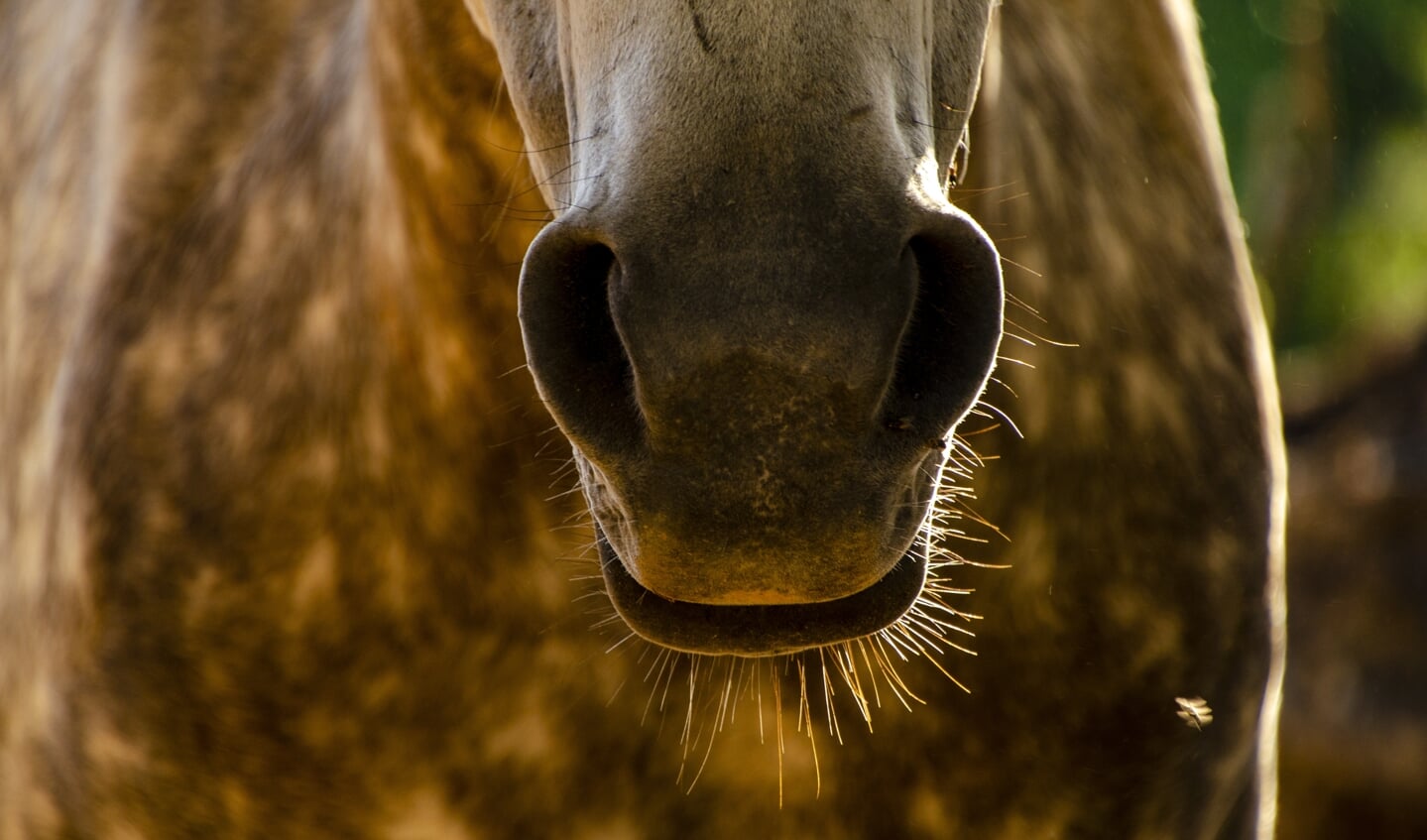 A close-up of a horse mouth and nose