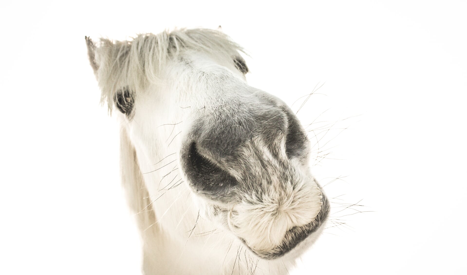 Isolated photo of a funny white horse on a white background.