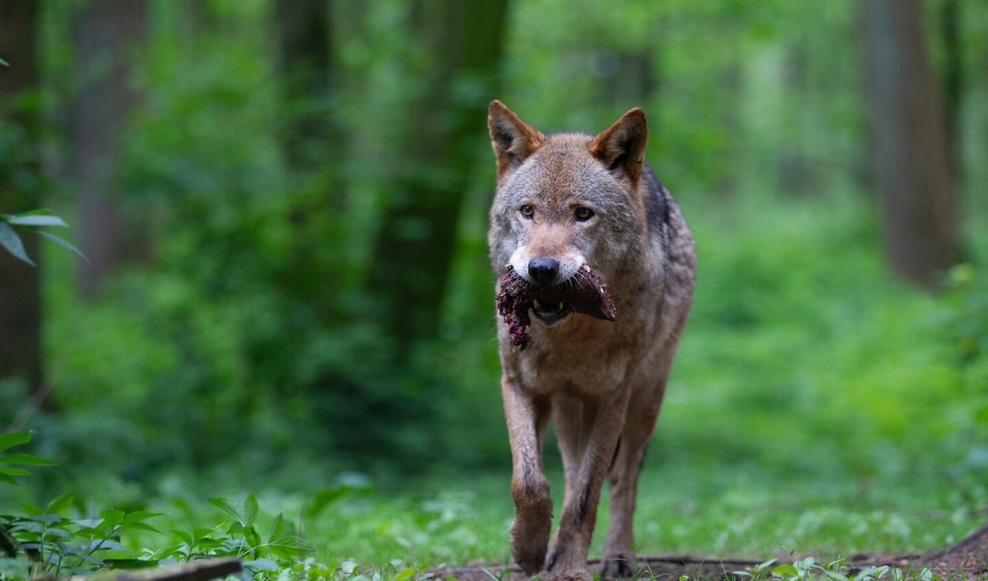 Wolf
© DigiShots
