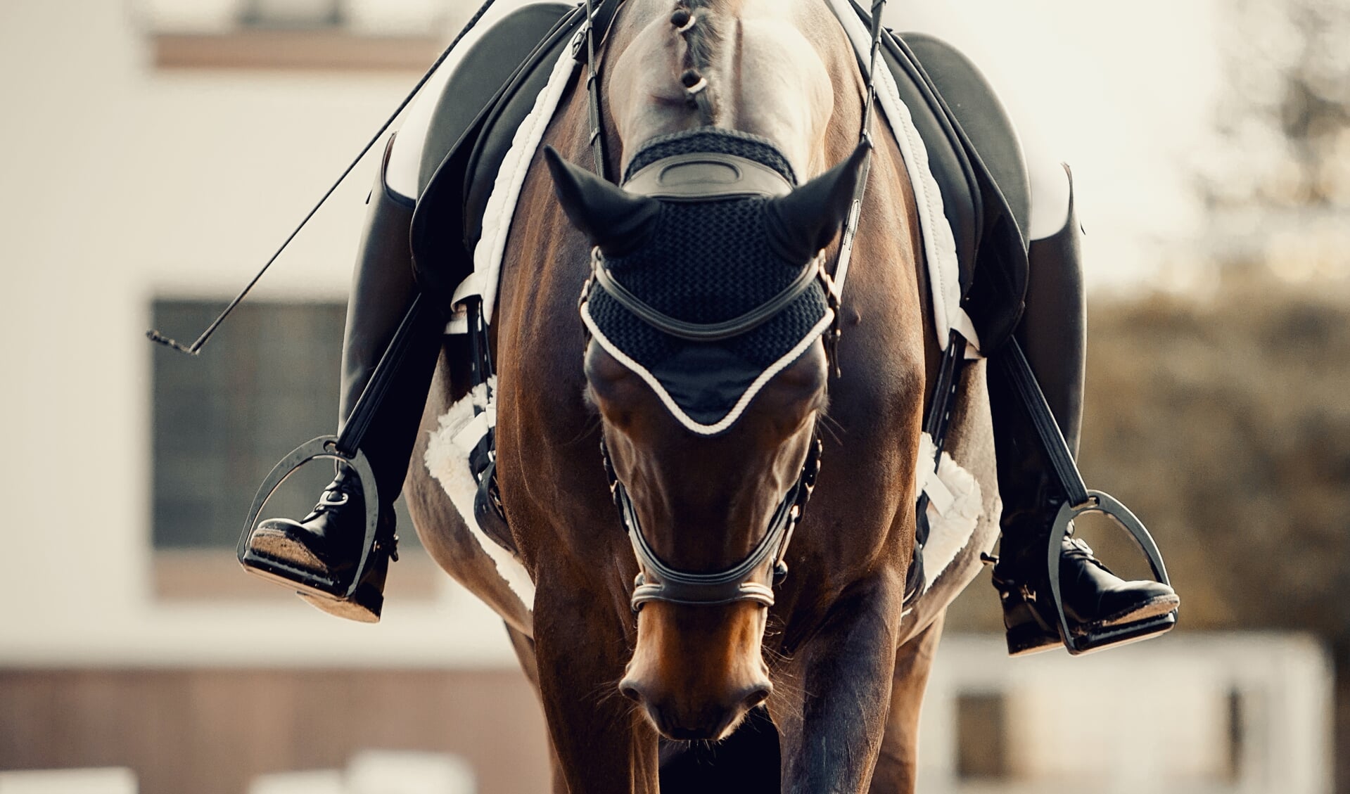 Equestrian sport. Portrait of a dressage horse in training, front view.The leg of the rider in the stirrup, riding on a horse. Dressage of the bay horse in the arena. Horseback riding.