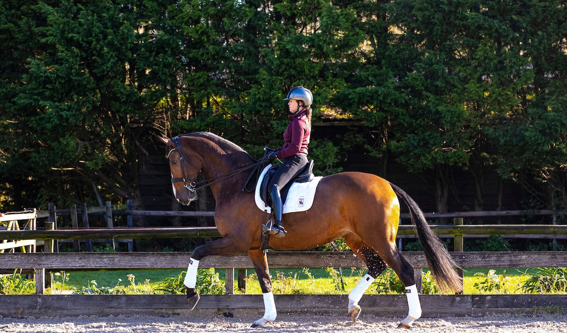 Jeanine Nieuwenhuis en Great Lady TC
Tim Coomans Dutch Sport Horses 2020
© DigiShots