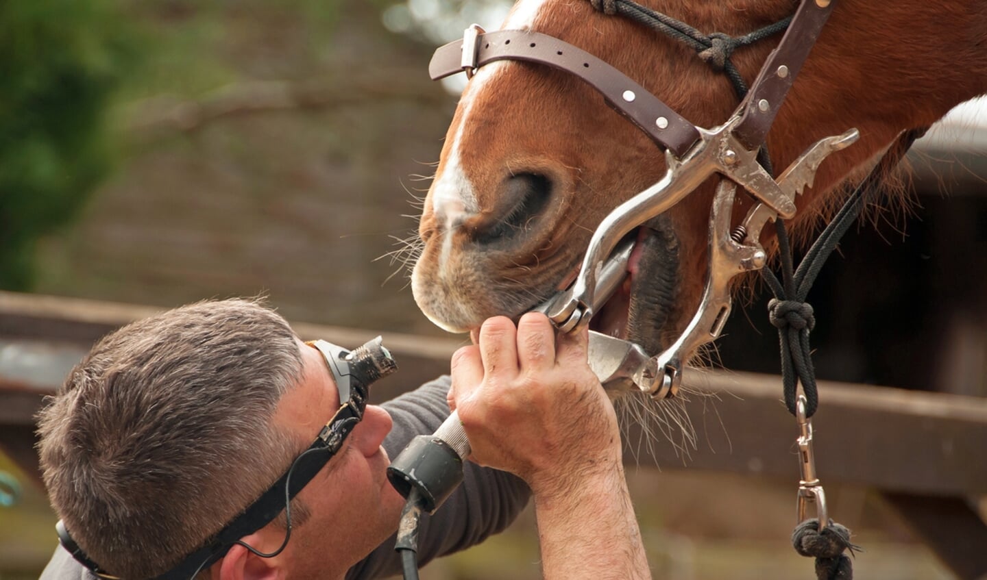 Dental treatment from an equine professional