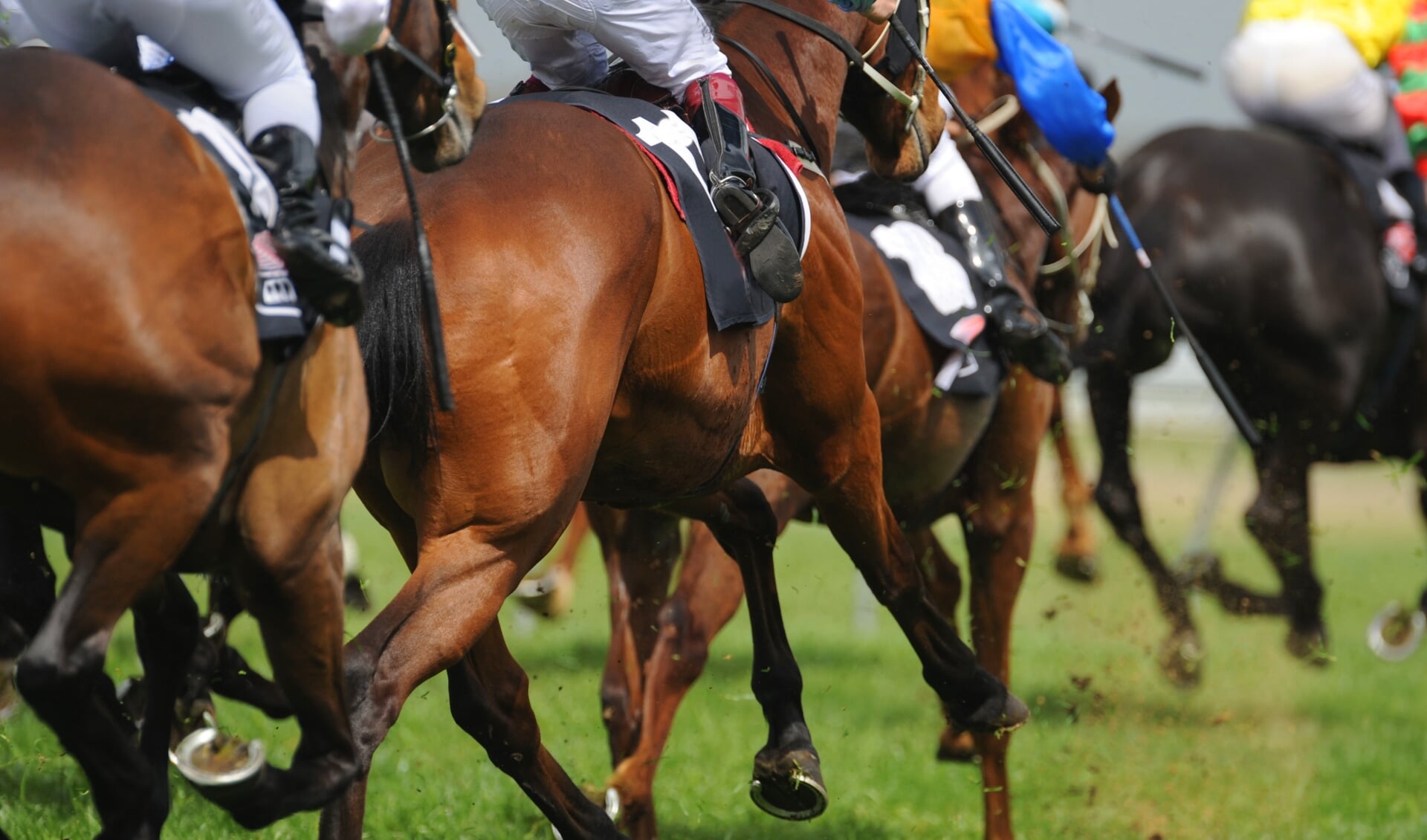 A field of horses and jockeys during a race.