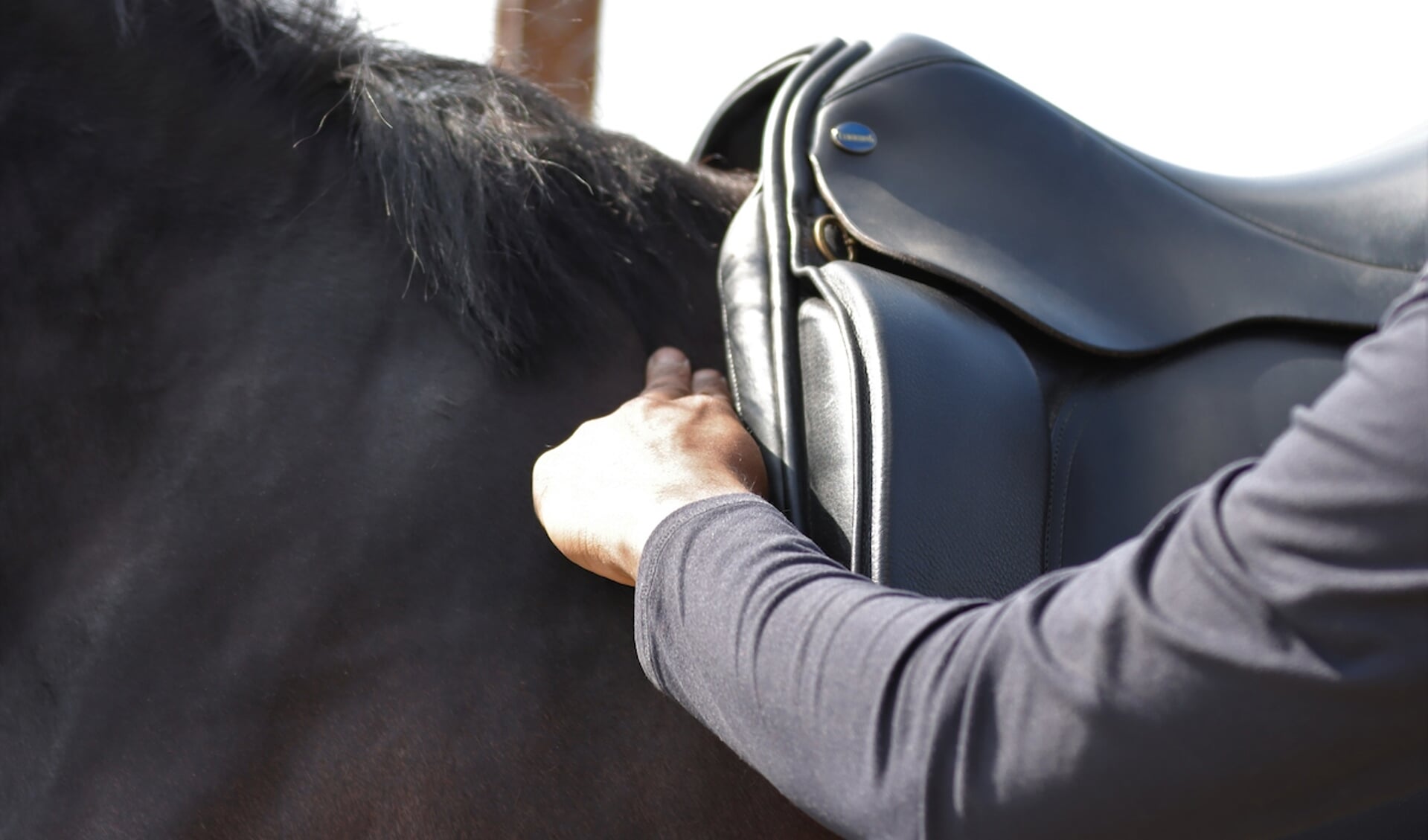 Bartels over de gevolgen de paardenrug bij een slecht passend zadel | onafhankelijke paarden(sport)medium