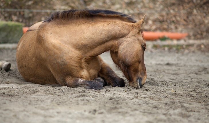 Altijd een paard koliekverschijnselen toont, is het altijd zaak direct de dierenarts te raadplegen.