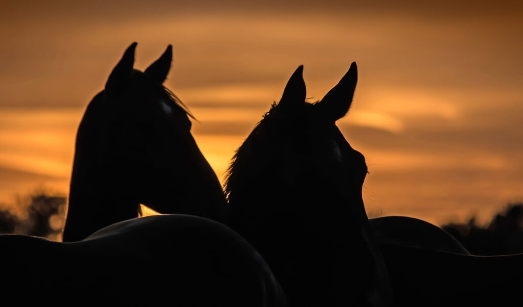 Horses at sunset on a summer evening