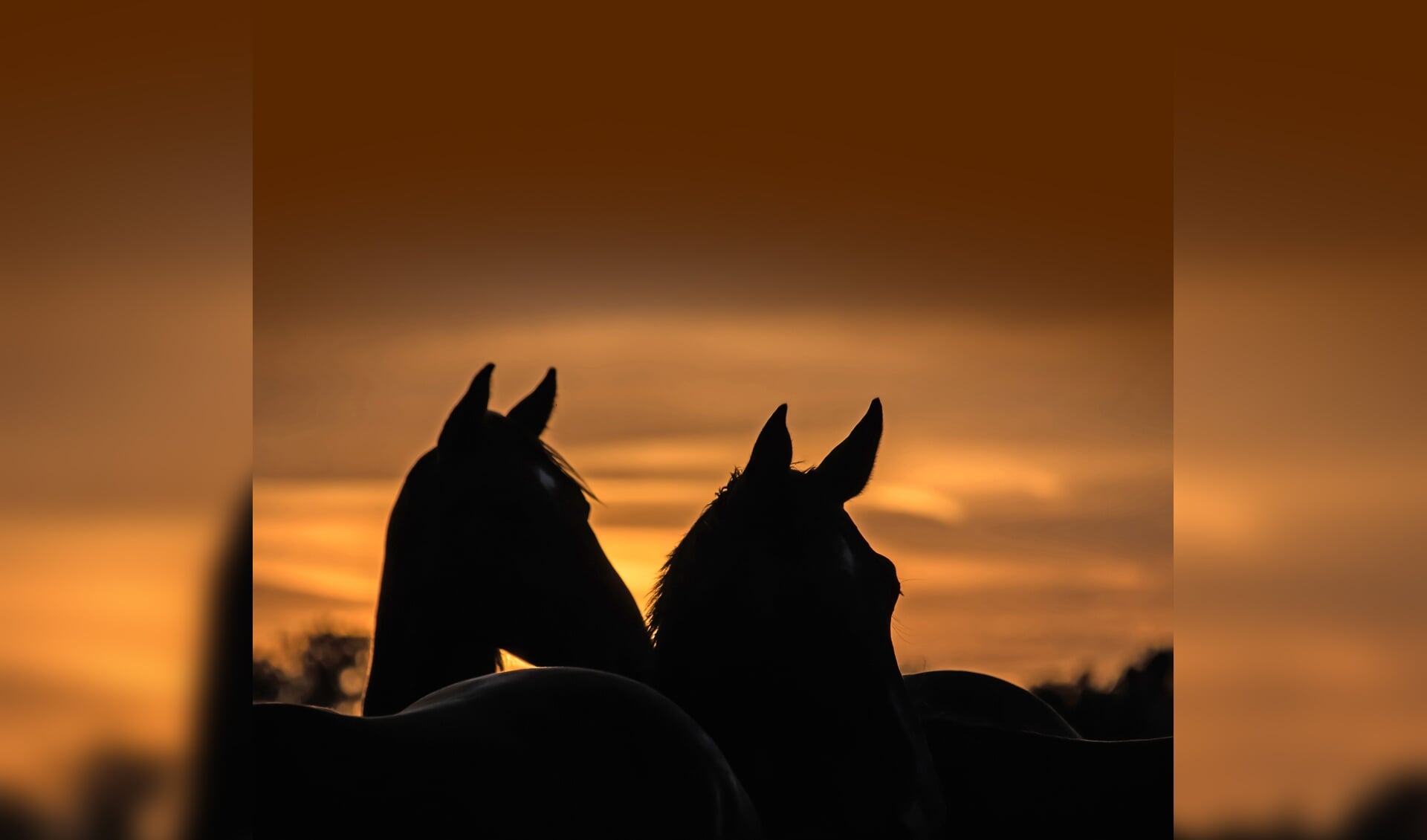 Horses at sunset on a summer evening