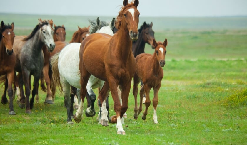 Horses Running