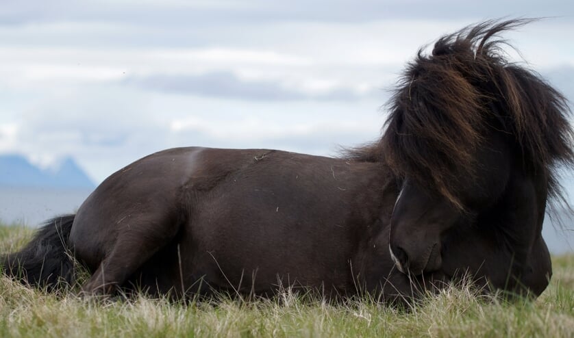 black icelandic horse lying on grass, resting and taking a nap