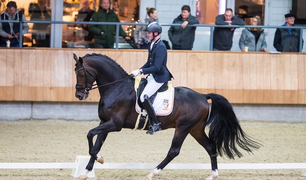 KWPN-hengst Il Divo (9) Overleden - Het Onafhankelijke Paarden(sport)medium