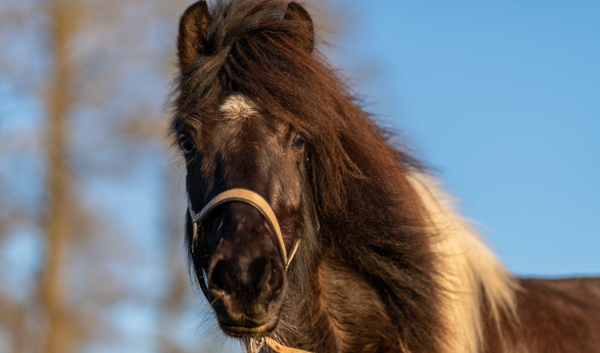Portrait of a beautiful Icelandic horse