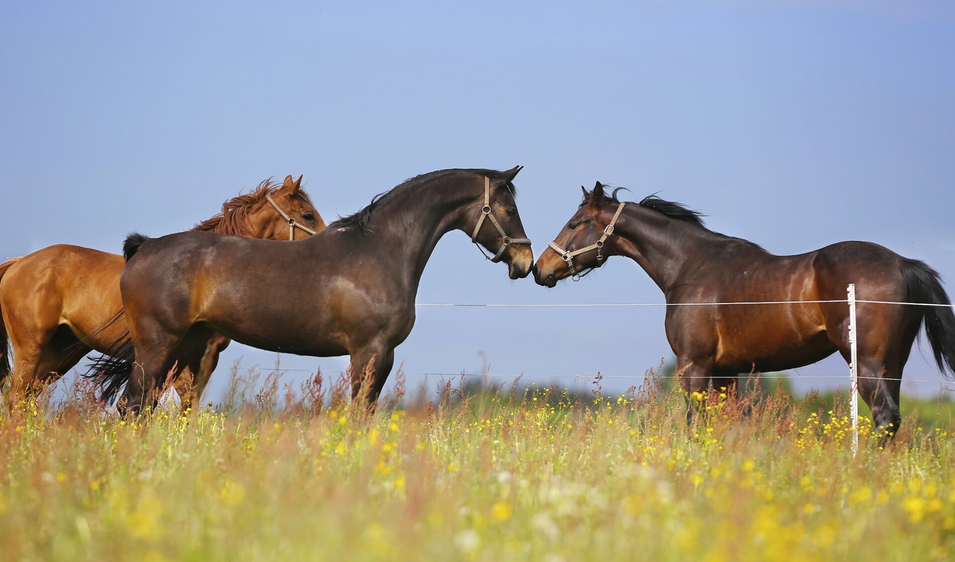 Etzean, Pferde auf einer Blumenwiese