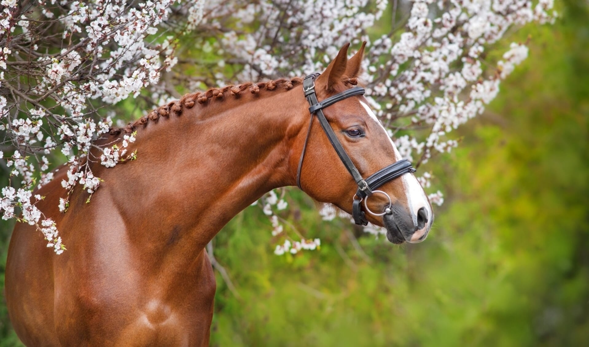 Bied je paard, zadel of aan op Hoefslag Marktplein (gratis voor abonnees) | Het onafhankelijke paarden(sport)medium