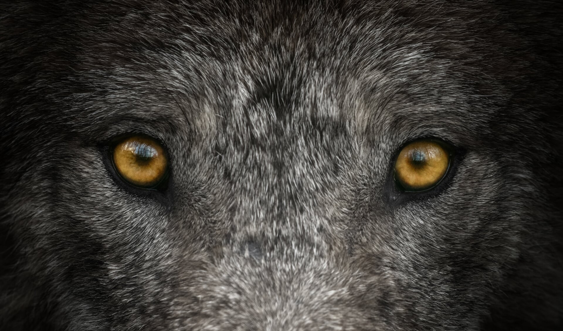 Close up of  staring wolf eyes