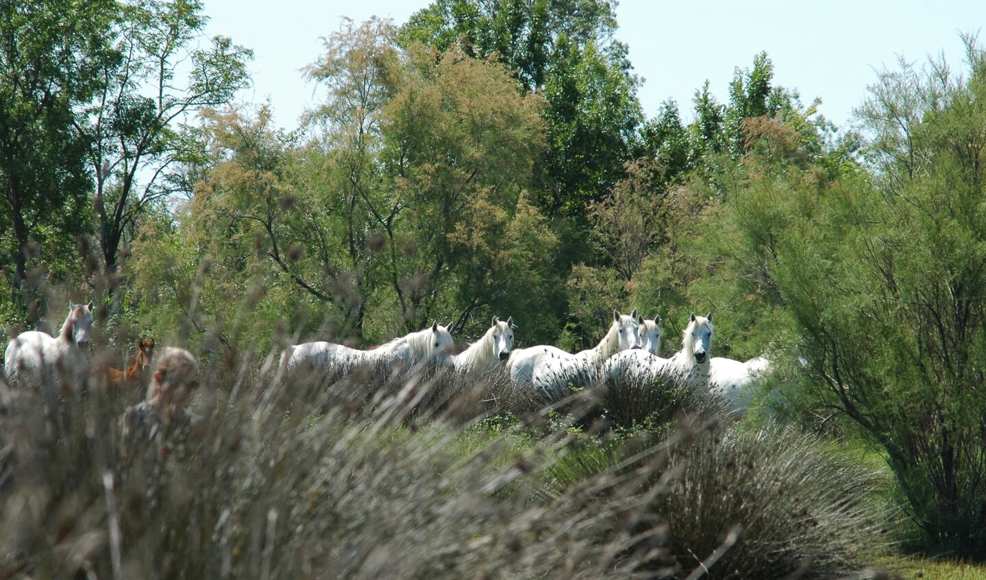 De kudde, met op de voorgrond 'roselières': de typische moerasbegroeiing en belangrijke voedingsbron van de Camargue.