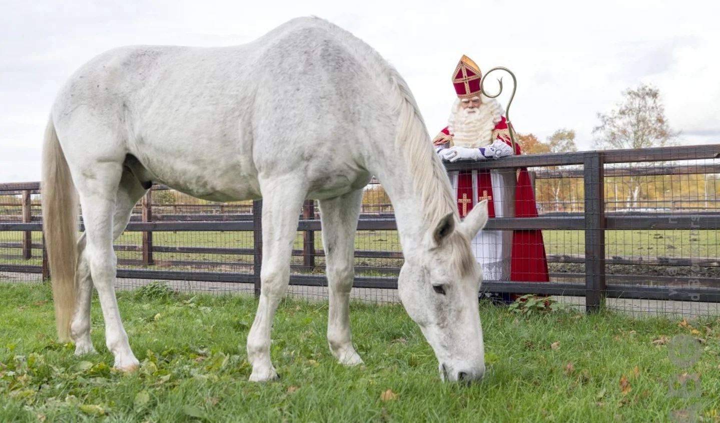 in plaats daarvan Passief Minder De schimmel, het paard van Sinterklaas: “wit, witter, witst” | Het  onafhankelijke paarden(sport)medium