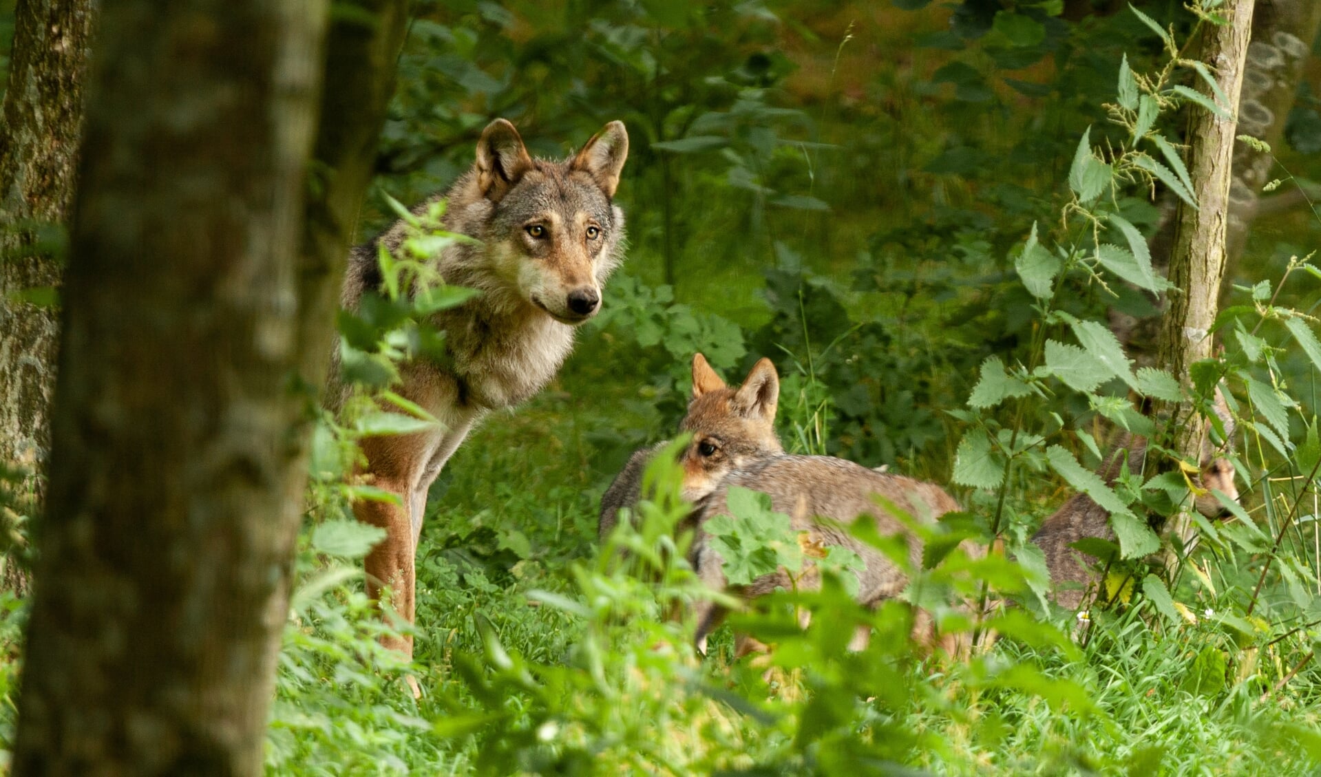 A family of wolves hidden in the forest