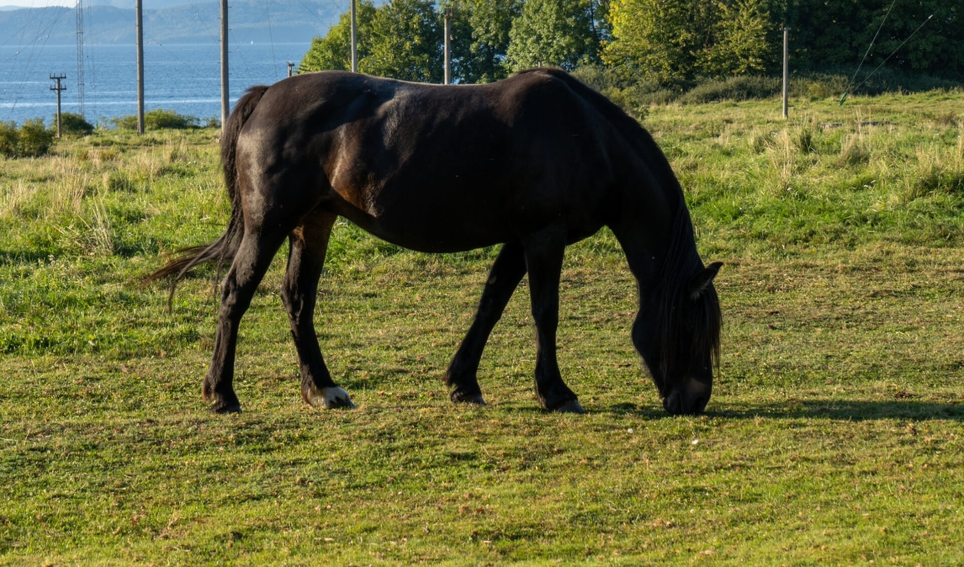 Kaspisch paard