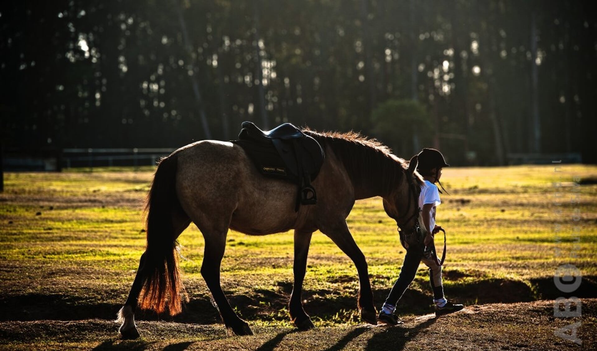 Kind met pony