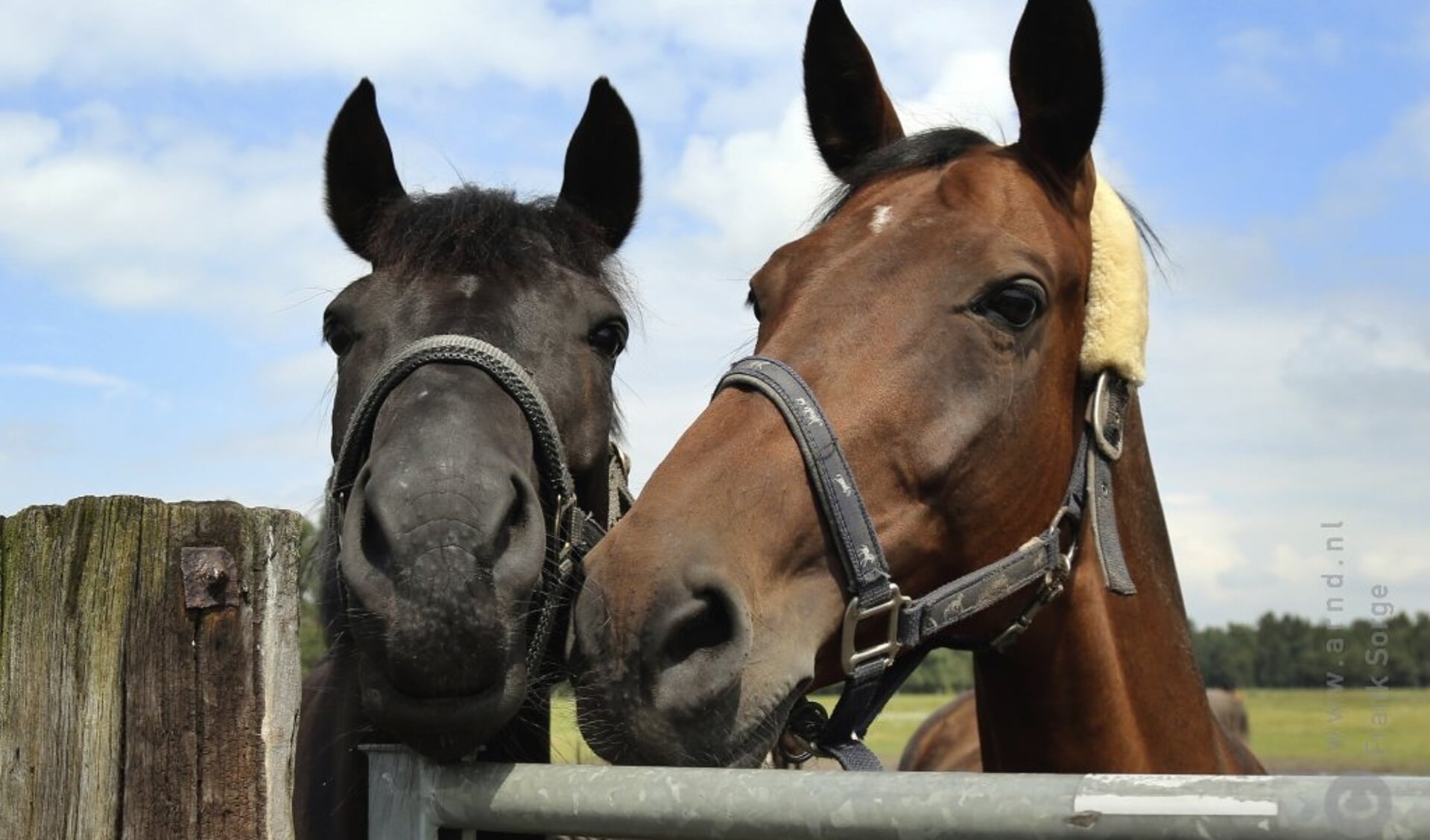 Paardenvakantie