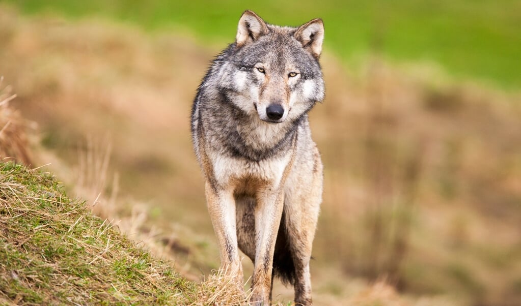 A Gray Wolf. Taken in Scotland, UK