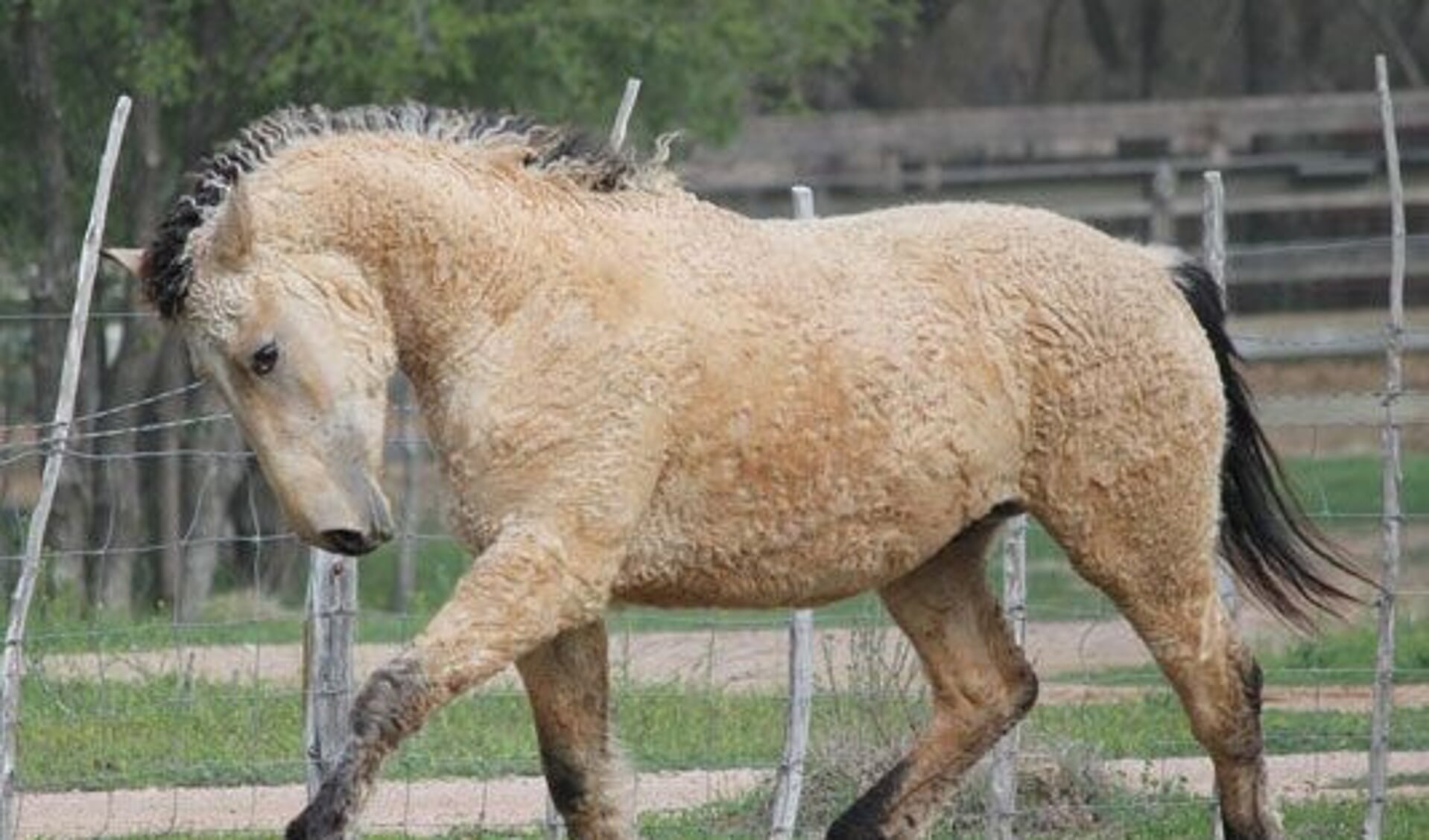 Paardenras uitgelicht Het Curly paard Het onafhankelijke