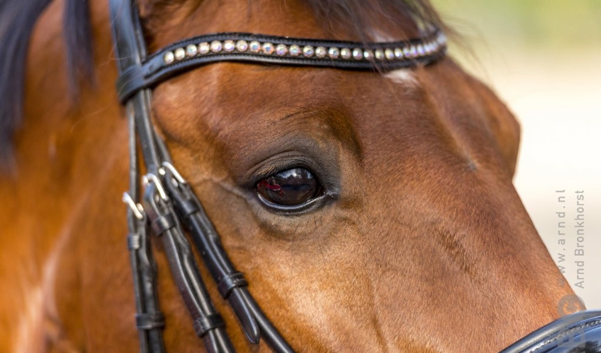 Duitse paardenkliniek Altano neemt Belgische Via Nova over Het