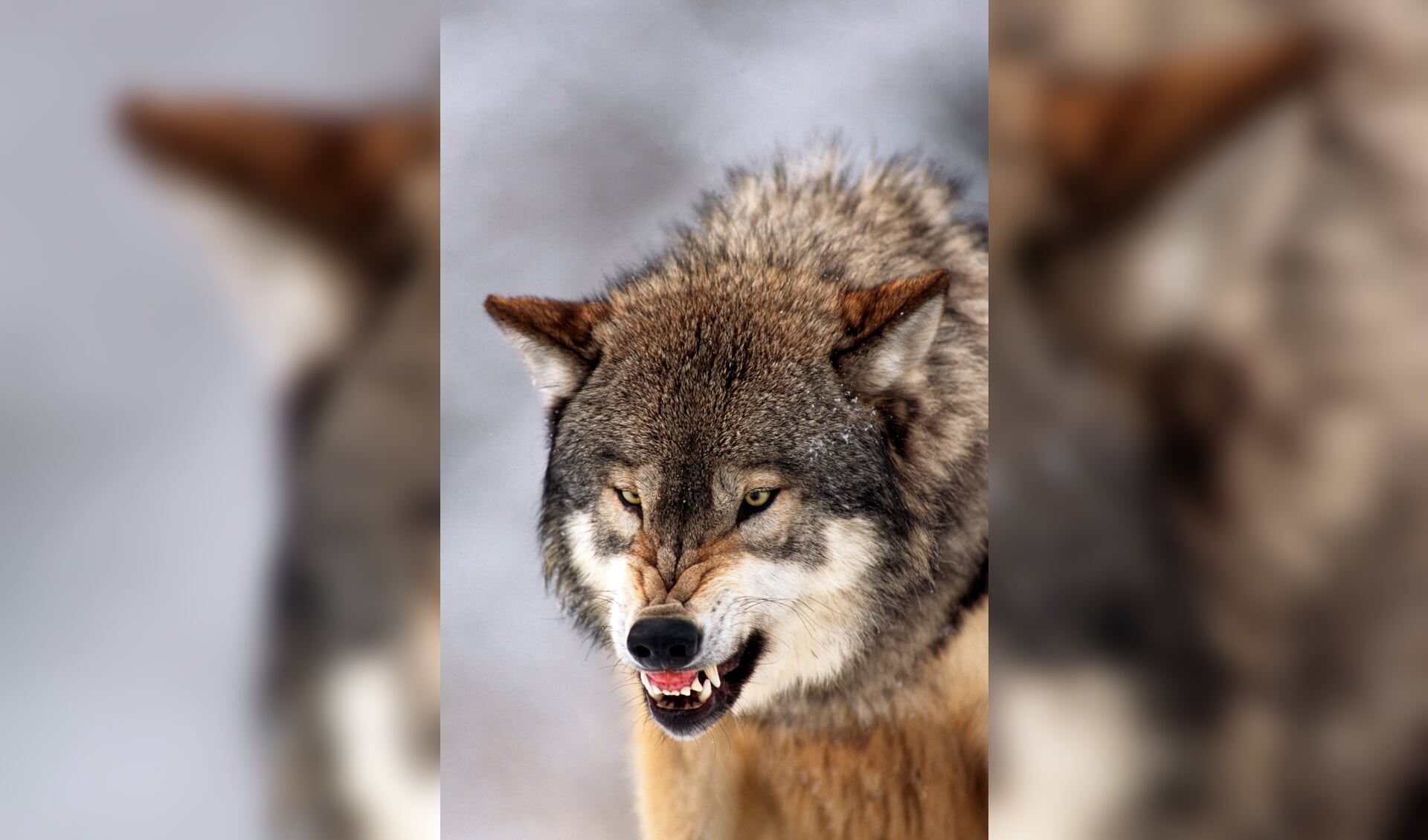 Close-up of gray wolf (timber wolf) snarling. MT.