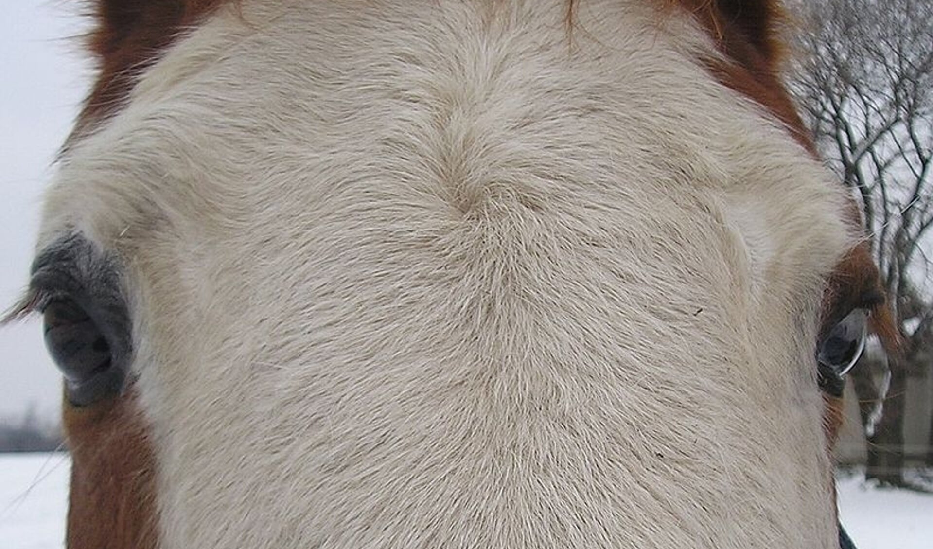 Whorl