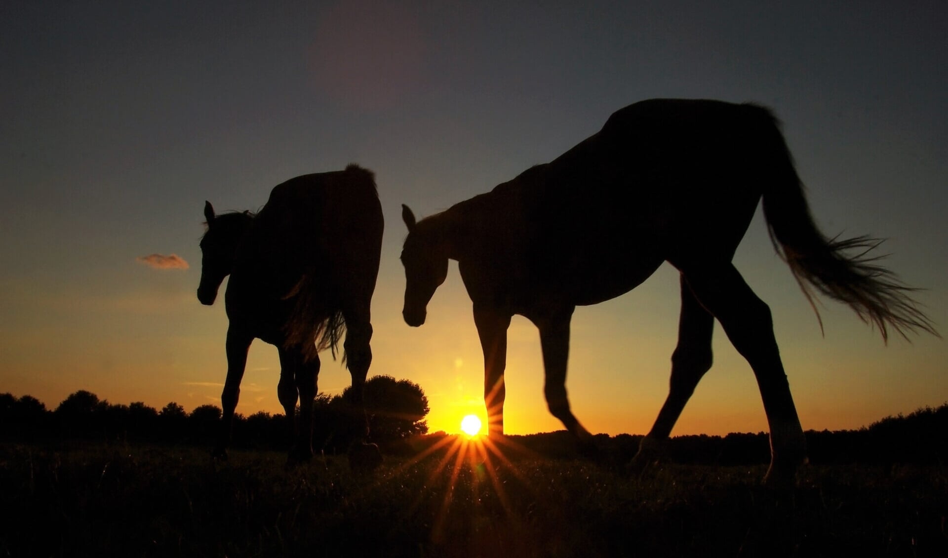 Horses at sunset