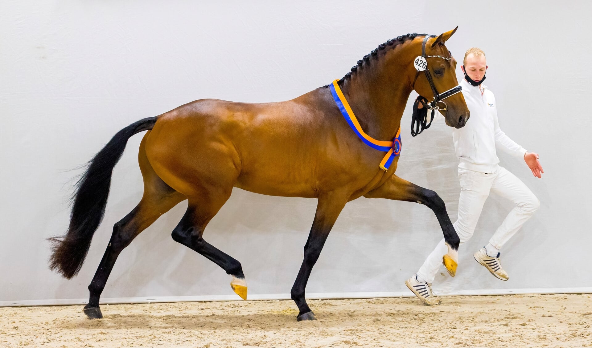 lied verrassing zadel Next Pitch: De KWPN premiehengst met het gouden draadje! | Het  onafhankelijke paarden(sport)medium