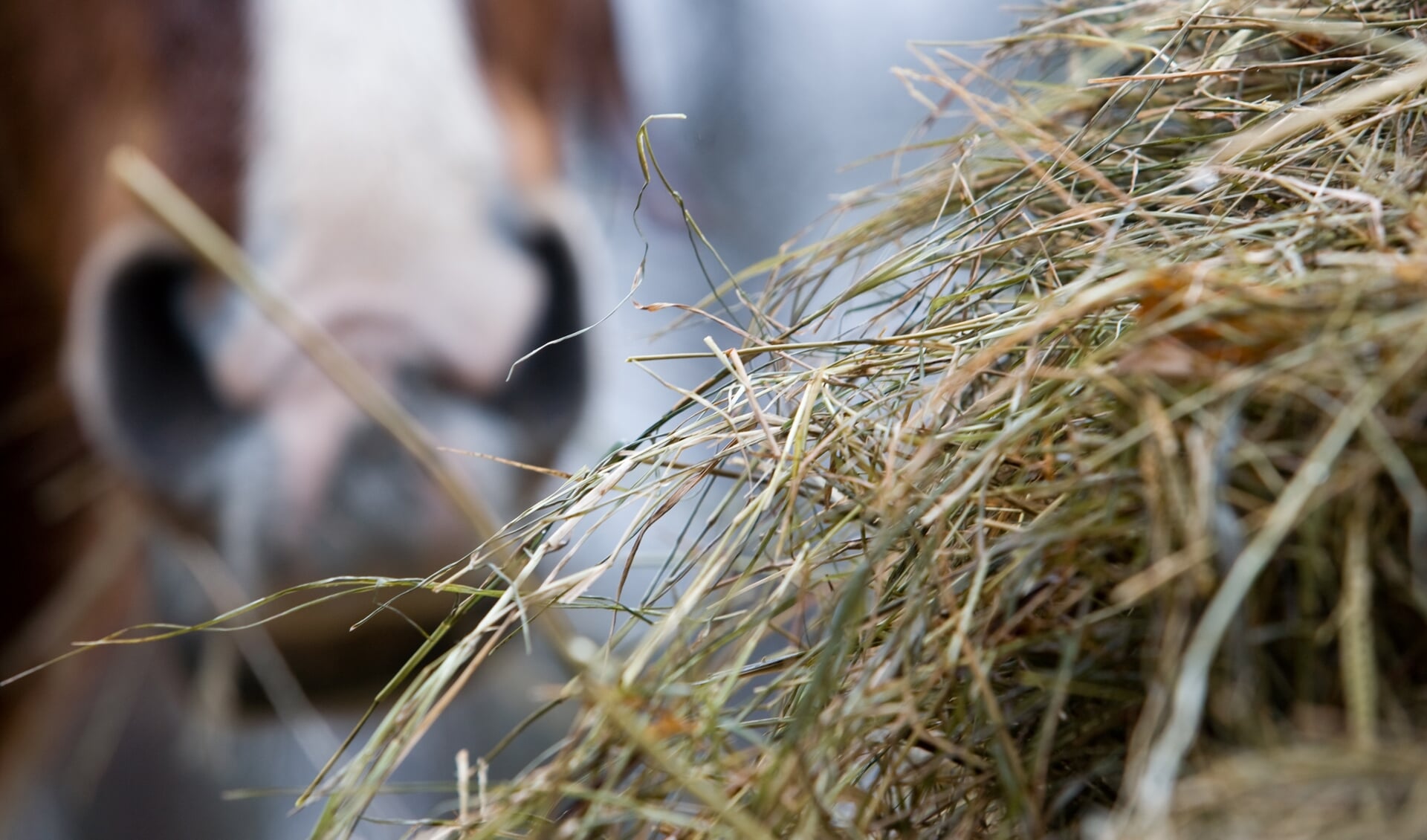horse muzzle in background  with hay in the foreground