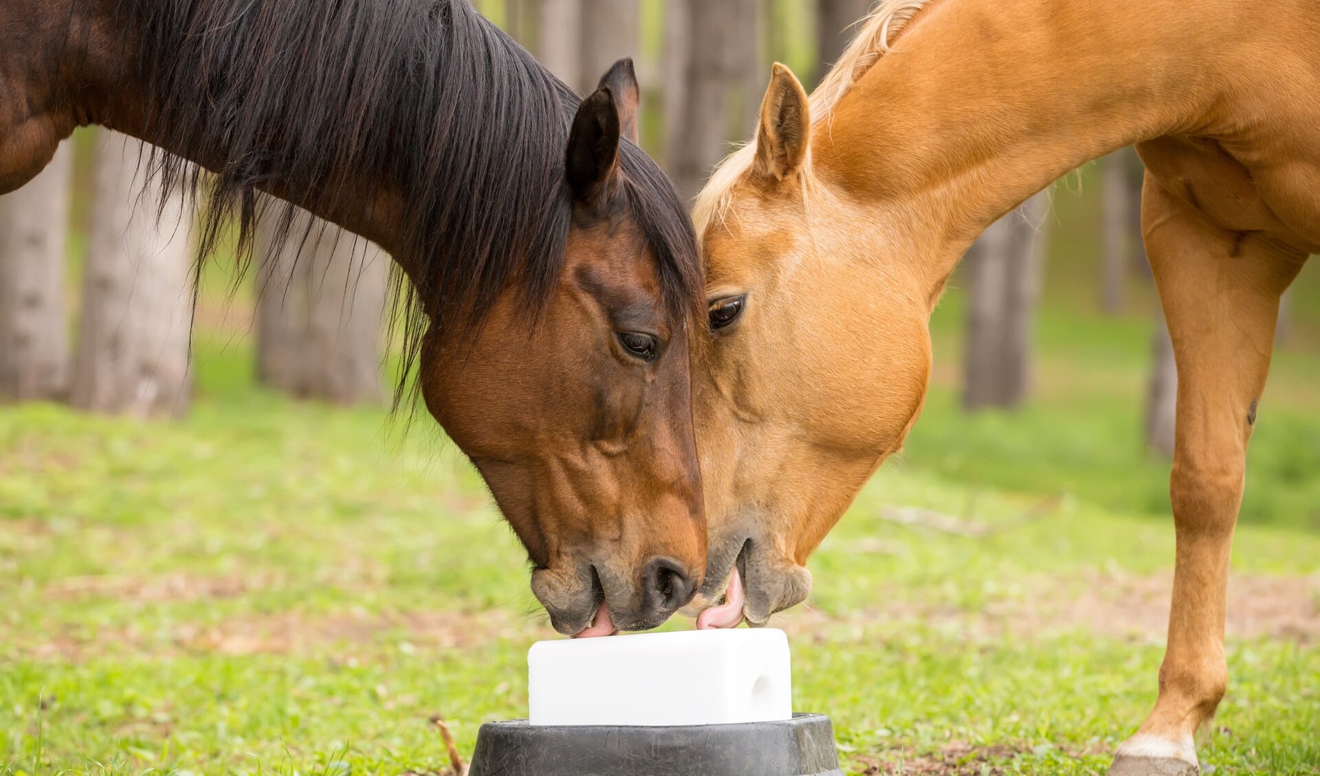 Two Quarter Horses licking on a new salt block. The horses are on opposite sides of the salt block and licking it with their heads next to each other. The horse on the left is a bay, the horse on the right is a palomino. Taken on a rainy springtime day on the ranch.