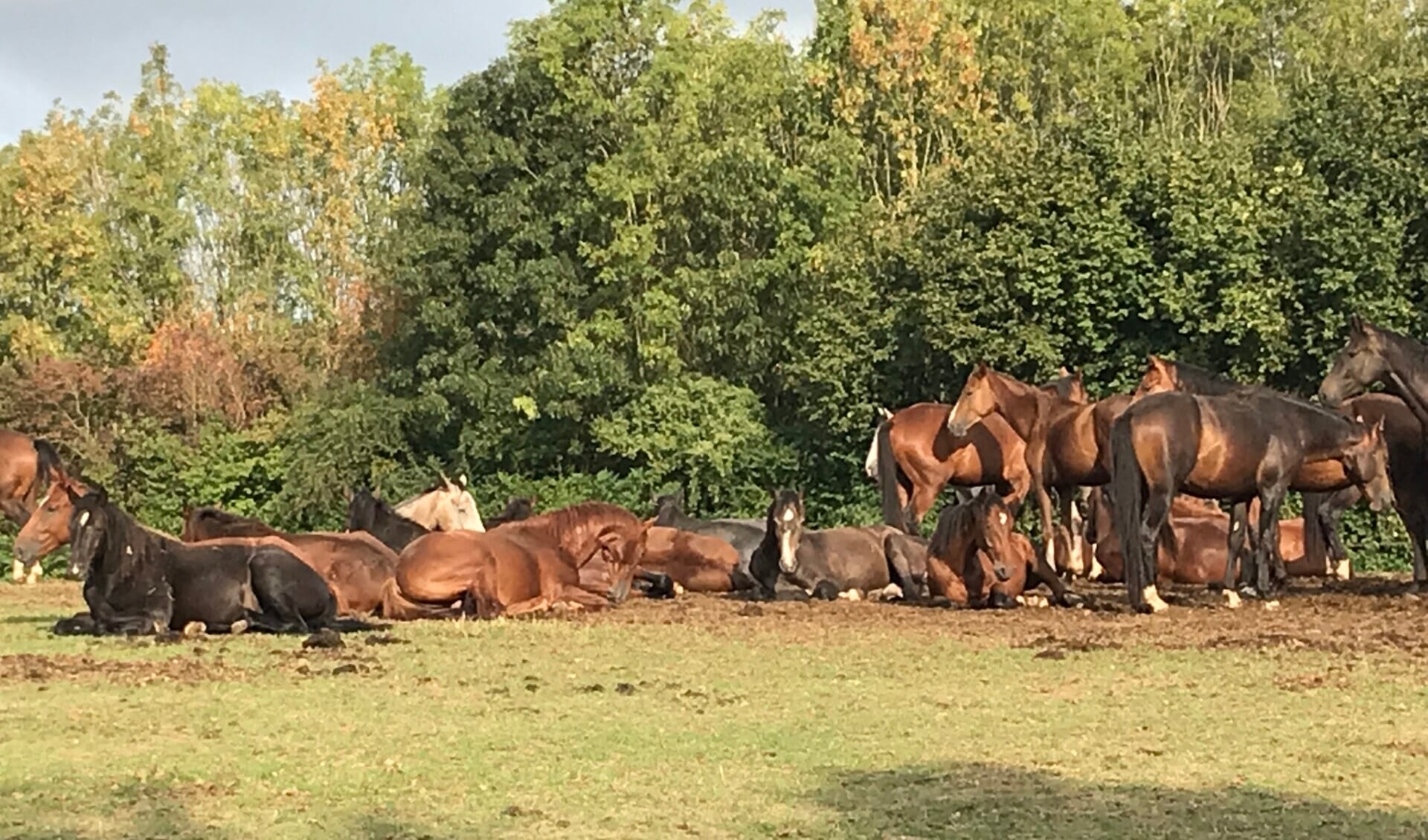 Resting horses