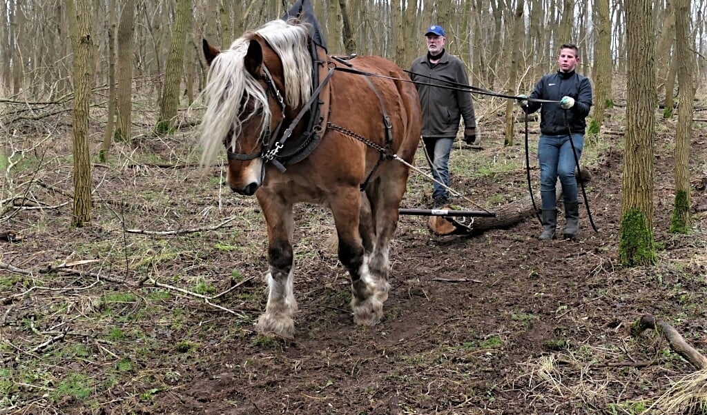 Boomstam slepen trekpaard