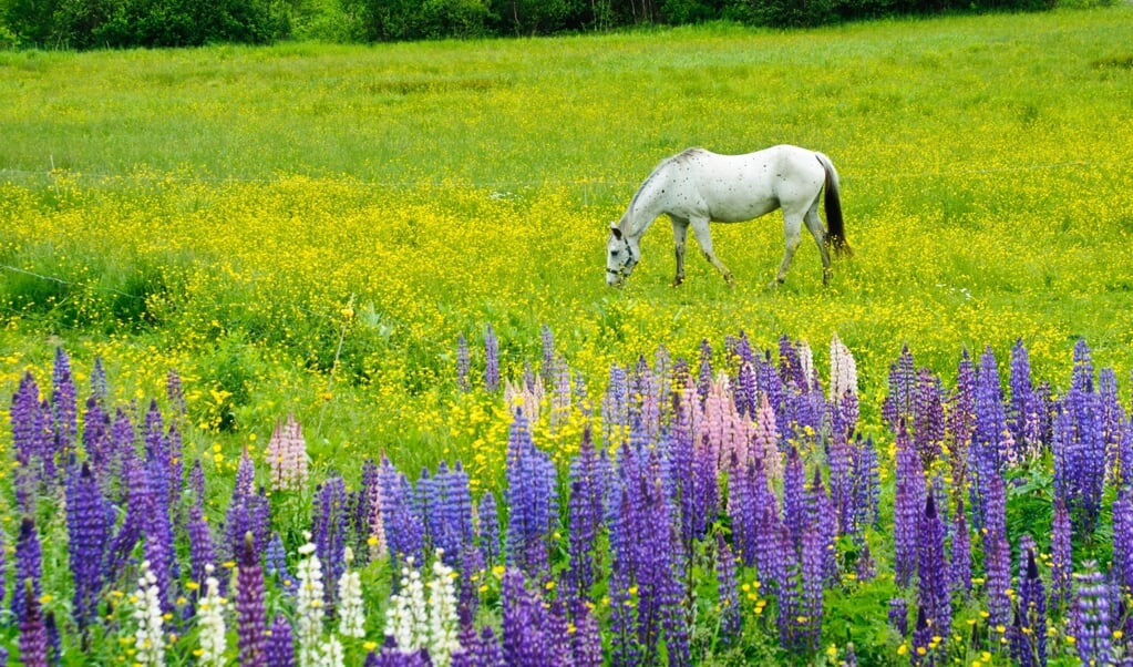 White Horse in a Spring Pasture