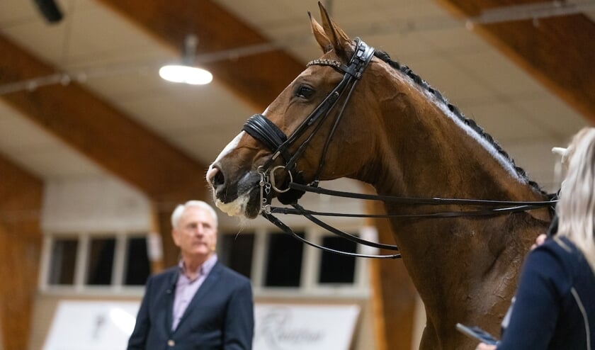 Hoefslag Masterclass, Jean Bemelmans, Deurne, Green Valley Estate, clinic, expert panel