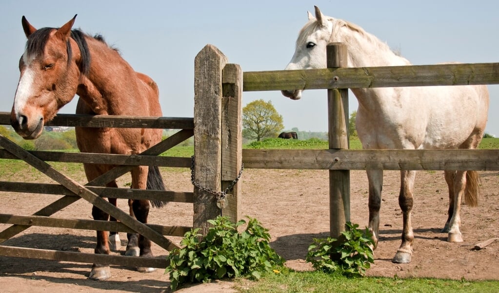 Horses in field