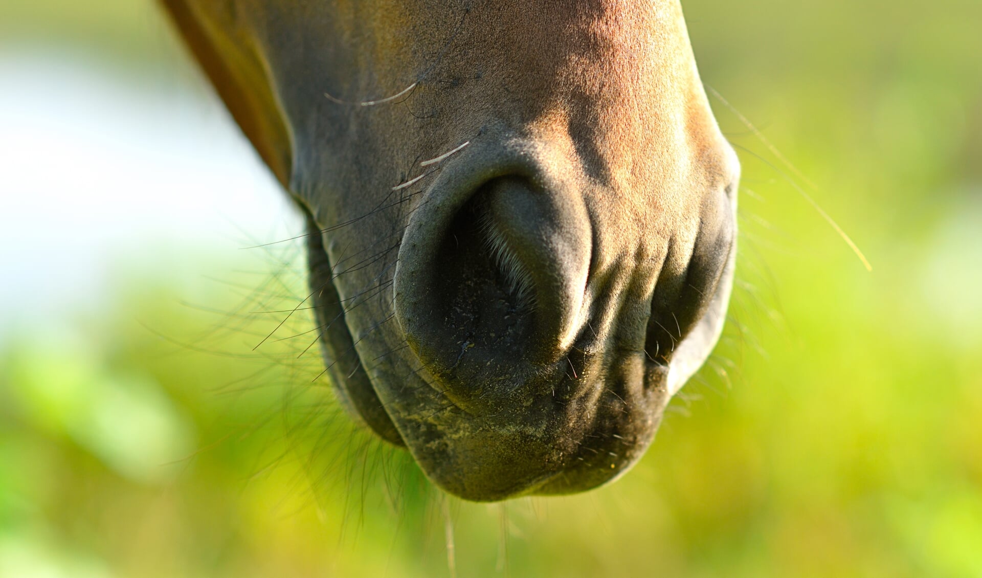 De tastharen van een paard