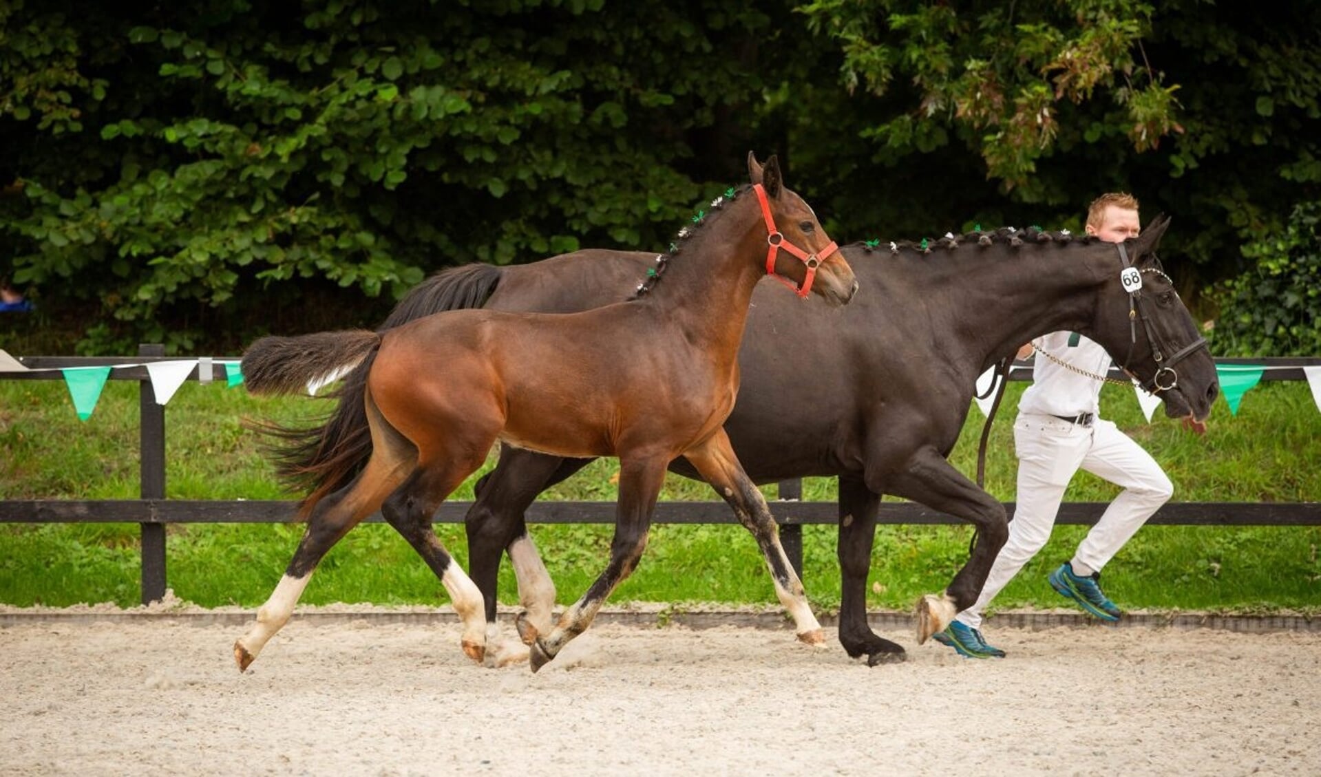 Veulenkampioen Groninger Paard Sonja naast haar moeder Bonheur